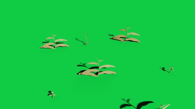Sprouts emerging from pale dots, unfurling leaves and opening daisy on transparent bg for design