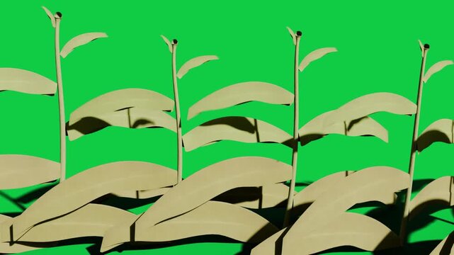 Specks starting sprouts rising leaves growing daisy opening showing growth on transparent backdrop