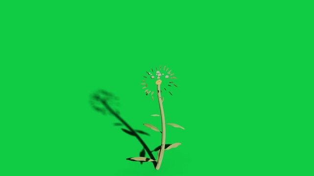 Dot clusters appearing, daisy growing stem, leaves, petals on transparent 2D backdrop showing bloom