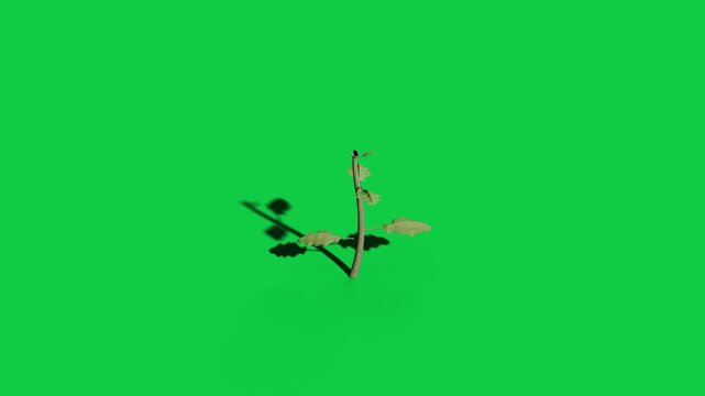 First sliver starting sprout growing leaves opening bud forming on transparent black showing growth