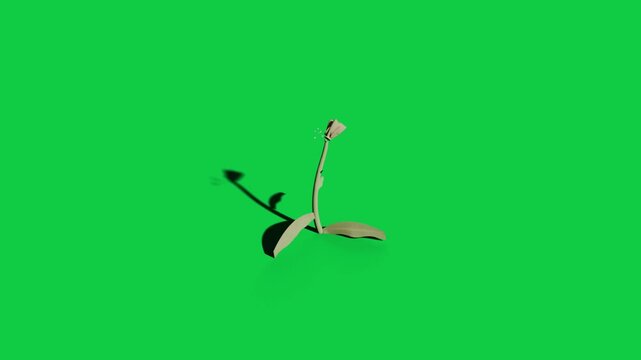 Single stylized plant growing, sprouting from green speck, showing bloom progress on transparent bg