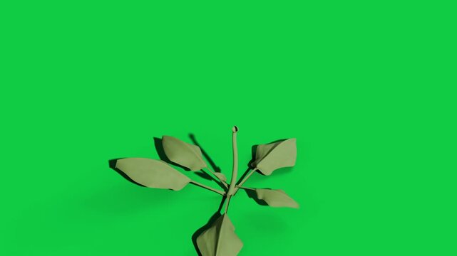 On pale speck appearing, green sprout unfolding stem and leaves, showing growth on transparent bg