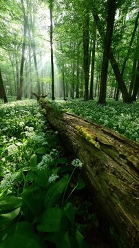 Beautiful morning in forest full of blossoming wild garlic