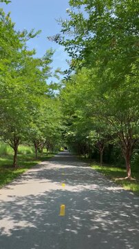 Biking through trees along the Swamp Rabbit Trail on the way from Greenville to Travelers Rest in South Carolina