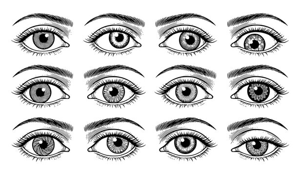 Detailed Human Eye Anatomy Vector Set with Realistic Iris Eyelashes and Engraved Line Art Illustration
