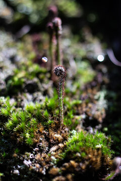 Stunny macro shot of a single hairy fern fiddlehead crosier curving upwards from a bed of vibrant green moss.