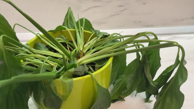 Horizontal close up shot of a severely wilted peace lily houseplant inside a bright lime green plastic pot on a marble table, showing completely droopy sad green leaves. High quality 4k footage
