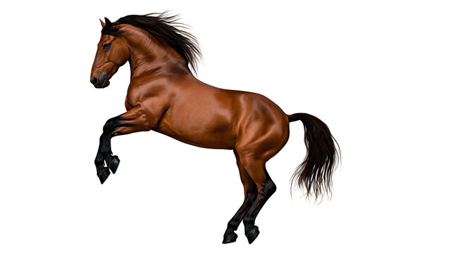 Brown horse rearing up with dark mane and tail