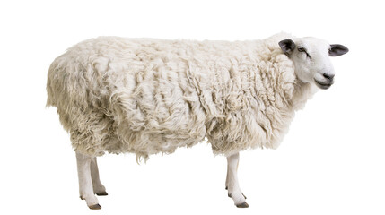 White sheep with thick wool standing © Patricia