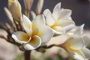 Obraz premium Beautiful white plumeria frangipani flowers in tropical garden