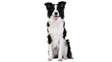 Black and white Border Collie dog sitting with tongue out © Patricia