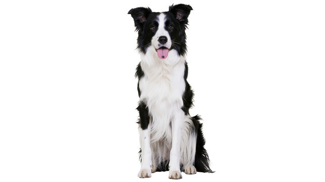 Black and white Border Collie dog sitting with tongue out