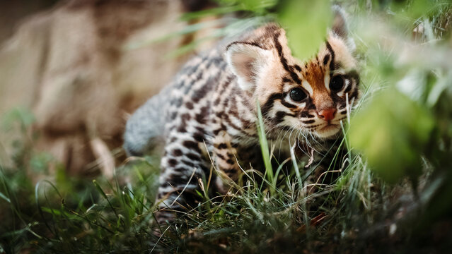 bebe ocelot