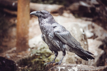 grand corbeau © Fourcade.N