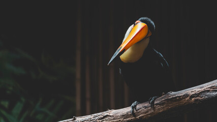 toucan toco © Fourcade.N