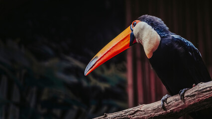 toucan toco profil © Fourcade.N
