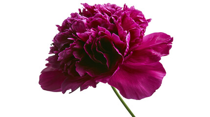 Deep pink peony flower with lush petals © Patricia