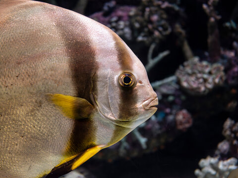 Exotic pinnate batfish swimming in aquarium tank