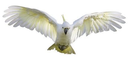White cockatoo bird with wings spread wide © Patricia