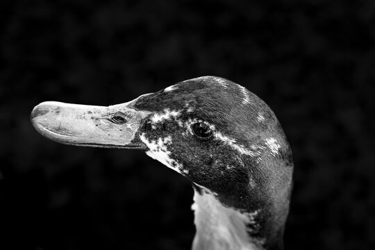 canard tete