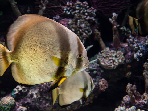 Exotic pinnate batfish swimming in aquarium tank