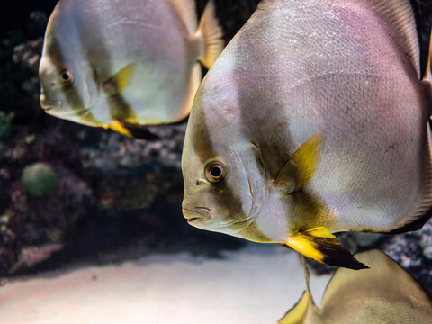 Exotic pinnate batfish swimming in aquarium tank