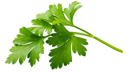 Fresh green parsley herb sprig with serrated leaves © Paula