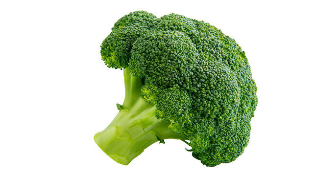 Fresh green broccoli floret with thick stem