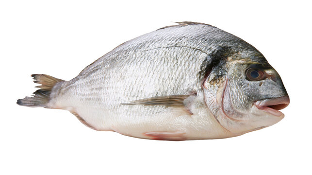 Whole raw sea bream fish with silver scales and dark eye