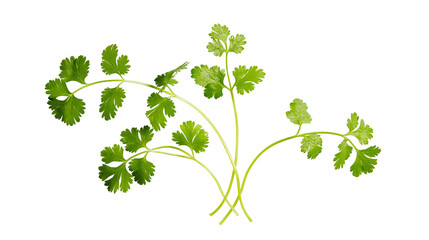 Fresh green cilantro herb sprigs with delicate leaves © Pablo