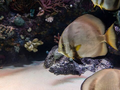 Exotic pinnate batfish swimming in aquarium tank
