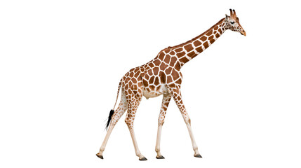 Giraffe walking with distinctive brown and white patterned coat © Paula