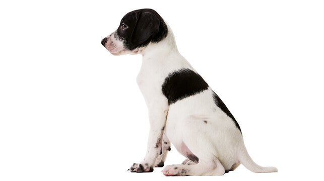Young black and white pointer dog sitting profile view