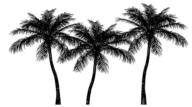 Three black silhouette palm trees with detailed fronds