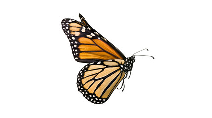 Monarch butterfly with orange and black wings © Pablo