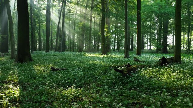 Beautiful morning in forest full of blossoming wild garlic	