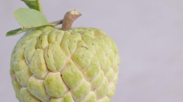 Fresh whole custard apple (sugar apple / sweetsop) slowly rotating in a seamless loop. Close-up shot highlighting the unique green textured skin and natural pattern