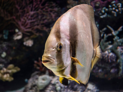 Exotic pinnate batfish swimming in aquarium tank