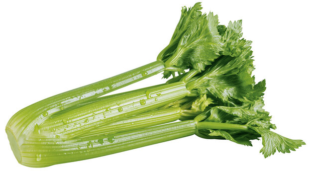 Fresh green celery stalks with water droplets