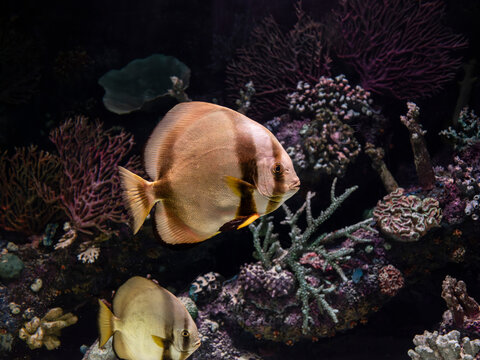 Exotic pinnate batfish swimming in aquarium tank