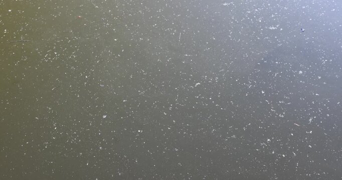 Greenish-brown water with white fluff, muddy water in a stagnant pond is covered with small plant debris and pollen on a summer day
