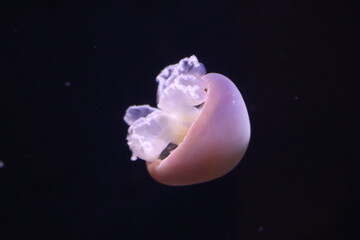 jellyfish in aquarium © Mt. Cape