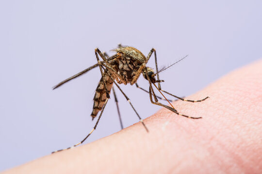 Malaria Infected Mosquito Bite. Leishmaniasis, Encephalitis, Yellow Fever, Dengue, Malaria Disease, Mayaro or Zika Virus Infectious Culex Mosquitoe Parasite Insect Macro.
