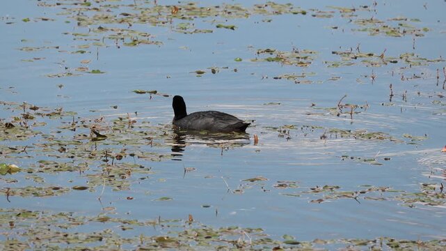 Eurasian coot swimming and foraging in a pond with its chicks