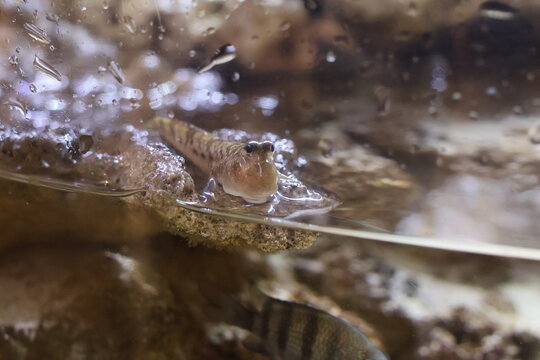 Southern mudskipper in aquarium