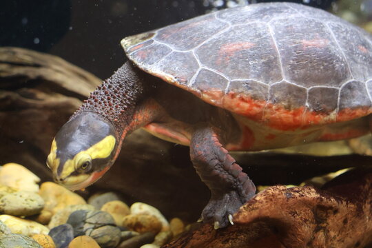 Painted Turtle in aquarium
