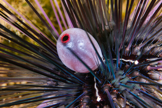Close up of the sea urchin Diadema setosum