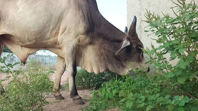 Big Humped Indian Ox Eating Grass Outdoors on a Sunny Day