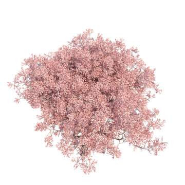 Low poly stylized sakura tree top view isolated transparent background photo realistic 3d rendering PNG 16 bit with alpha channel
