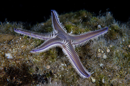 Comb starfish from Cyprus